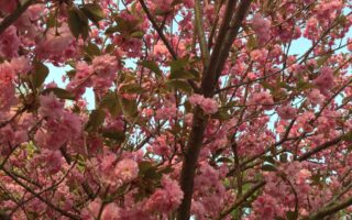 cherry tree in bloom neversaydiebeauty.com @redAllison