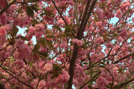 cherry tree in bloom neversaydiebeauty.com @redAllison