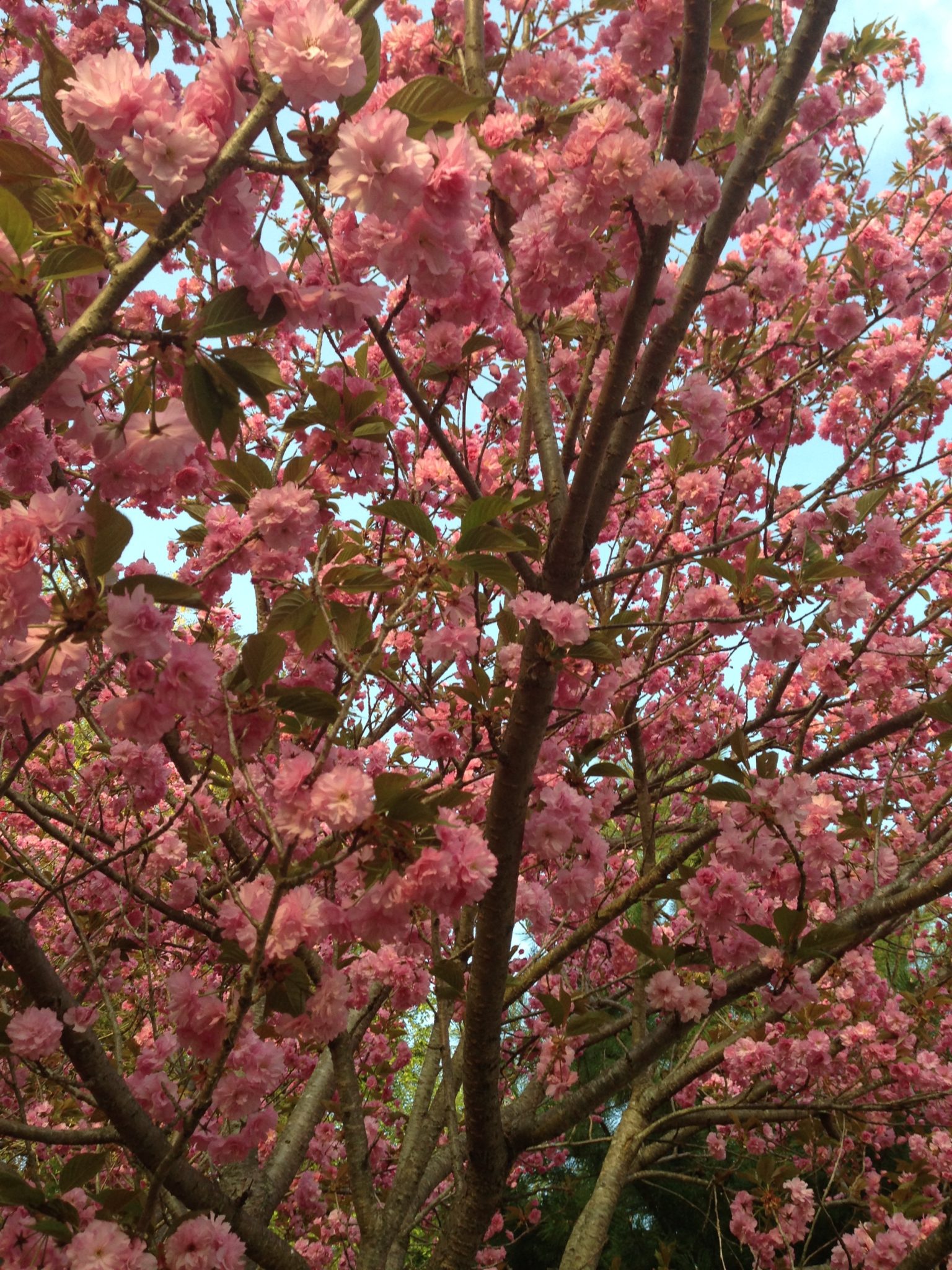 cherry tree in bloom neversaydiebeauty.com @redAllison