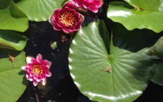 lily pad, water lilies