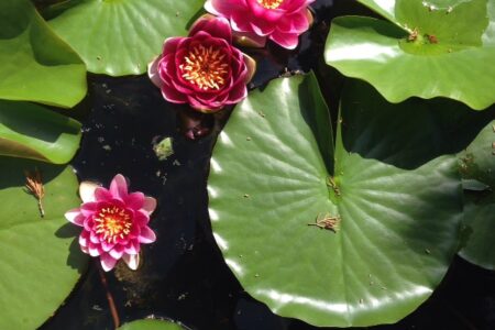 lily pad, water lilies