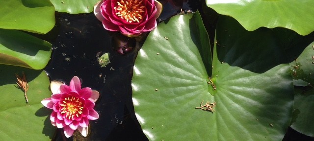 lily pad, water lilies