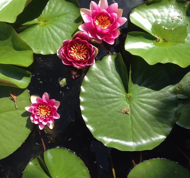 lily pad, water lilies