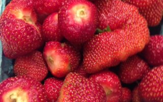 fresh picked strawberries