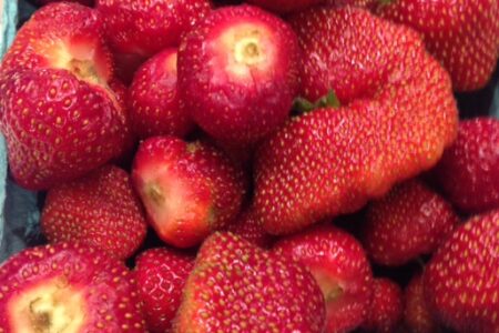 fresh picked strawberries