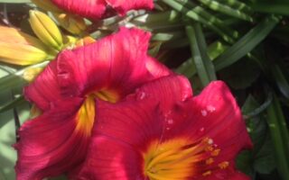 red day lilies