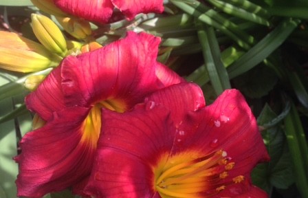 red day lilies