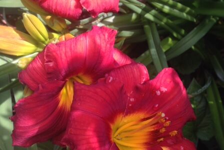 red day lilies