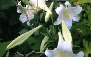 trumpet shaped Easter lilies, white lilies