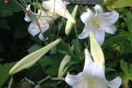 trumpet shaped Easter lilies, white lilies