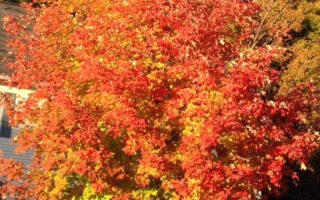 orange and yellow maple tree foliage neversaydiebeauty.com @redAllison