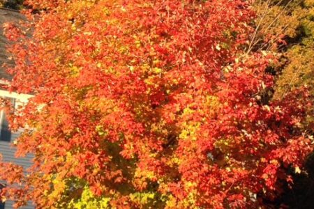 orange and yellow maple tree foliage neversaydiebeauty.com @redAllison