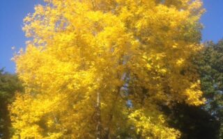 tree with yellow foliage neversaydiebeauty.com @redAllison