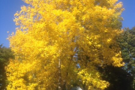 tree with yellow foliage neversaydiebeauty.com @redAllison