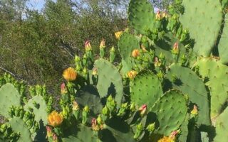 blooming cactus neversaydiebeauty.com