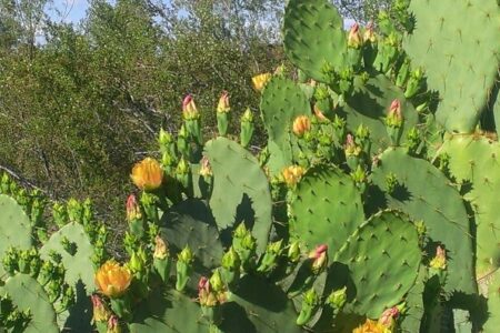 blooming cactus neversaydiebeauty.com