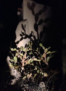 cactus illuminated at night casting shadows, neversaydiebeauty.com