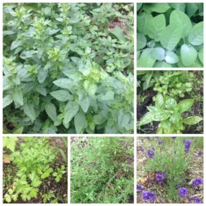 collage made with photos of herbs in my garden: oregano, sage, cilantro, basil, lavender, thyme, parsley