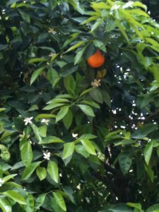 orange tree in Seville Spain, neversaydiebeauty.com