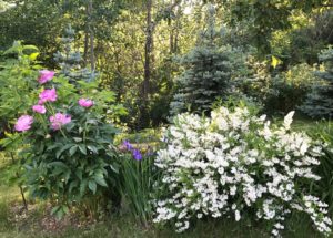peonies, Japanese iris, white flowering shrub, neversaydiebeauty.com