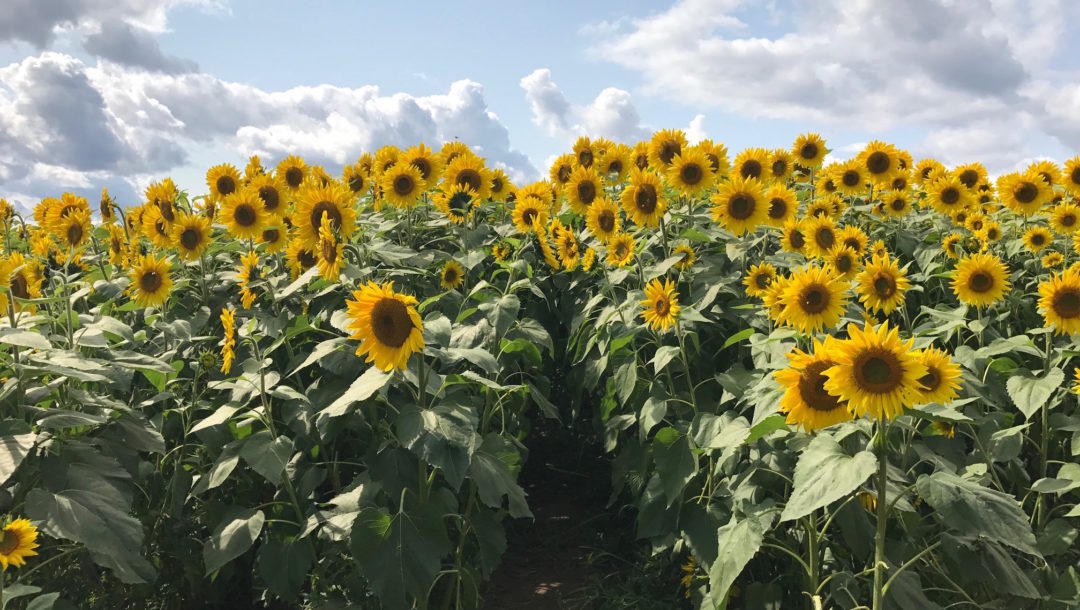 sunflower field at Colby Farm, Newbury MA, neversaydiebeauty.com