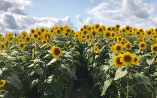 sunflower field at Colby Farm, Newbury MA, neversaydiebeauty.com