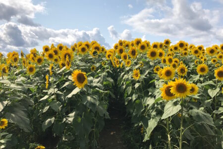 sunflower field at Colby Farm, Newbury MA, neversaydiebeauty.com