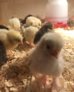 baby chicks Topsfield Fair, neversaydiebeauty.com