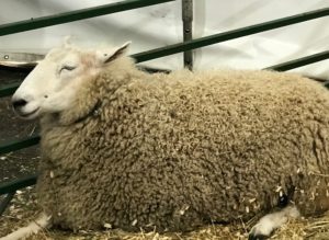 sheep Topsfield Fair 2017, neversaydiebeauty.com