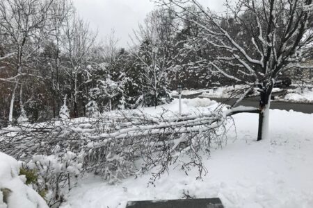 fallen tree limb, neversaydiebeauty.com