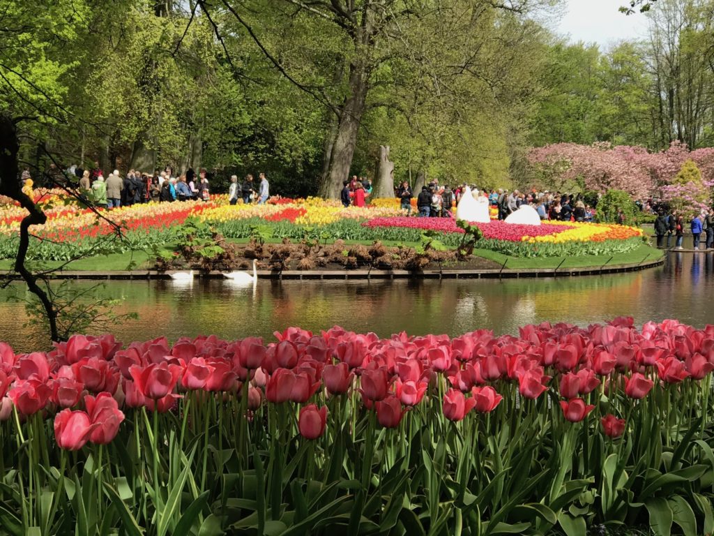 pond with swans and tulips at Keukenhof, neversaydiebeauty.com