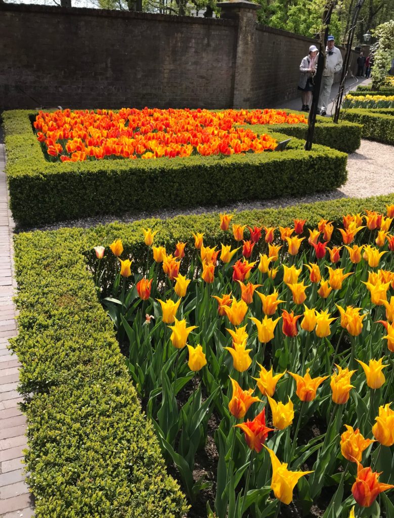 tulips surrounded by boxwood hedges at Keukenhof, neversaydiebeauty.com