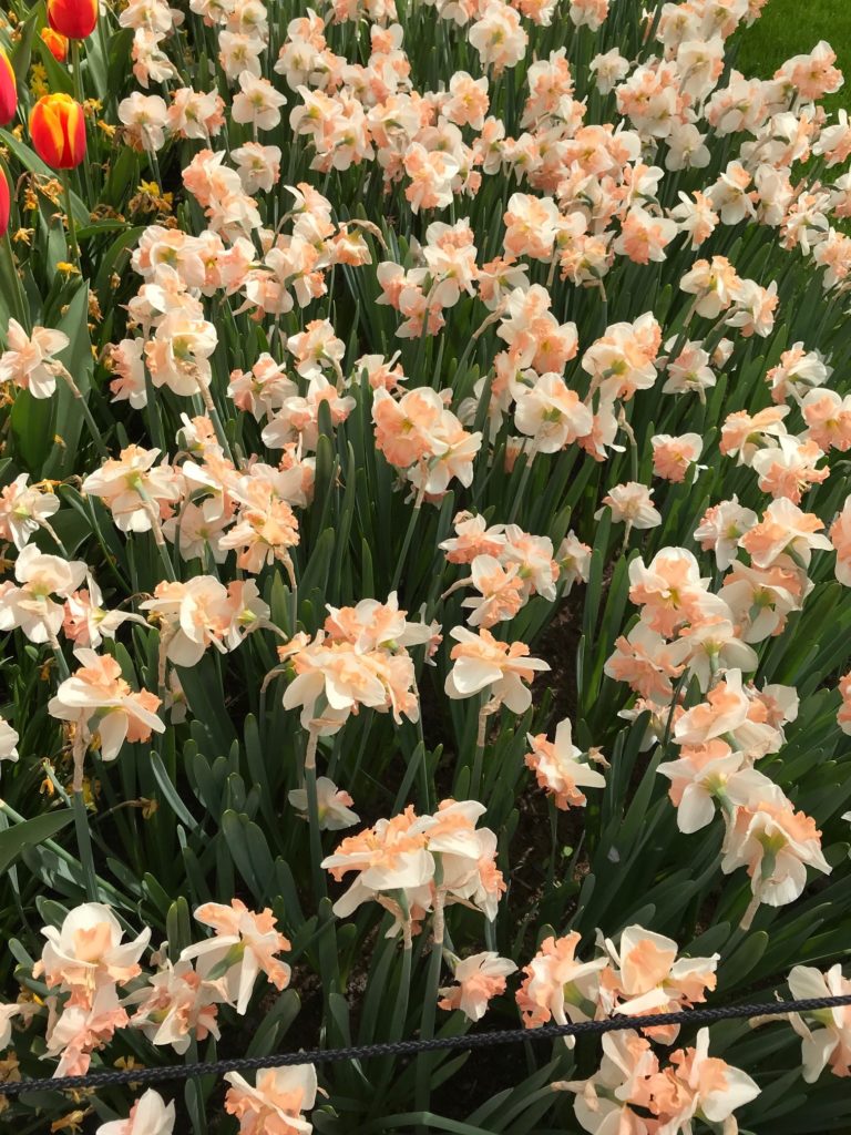 cream colored daffodils with peach center, neversaydiebeauty.com