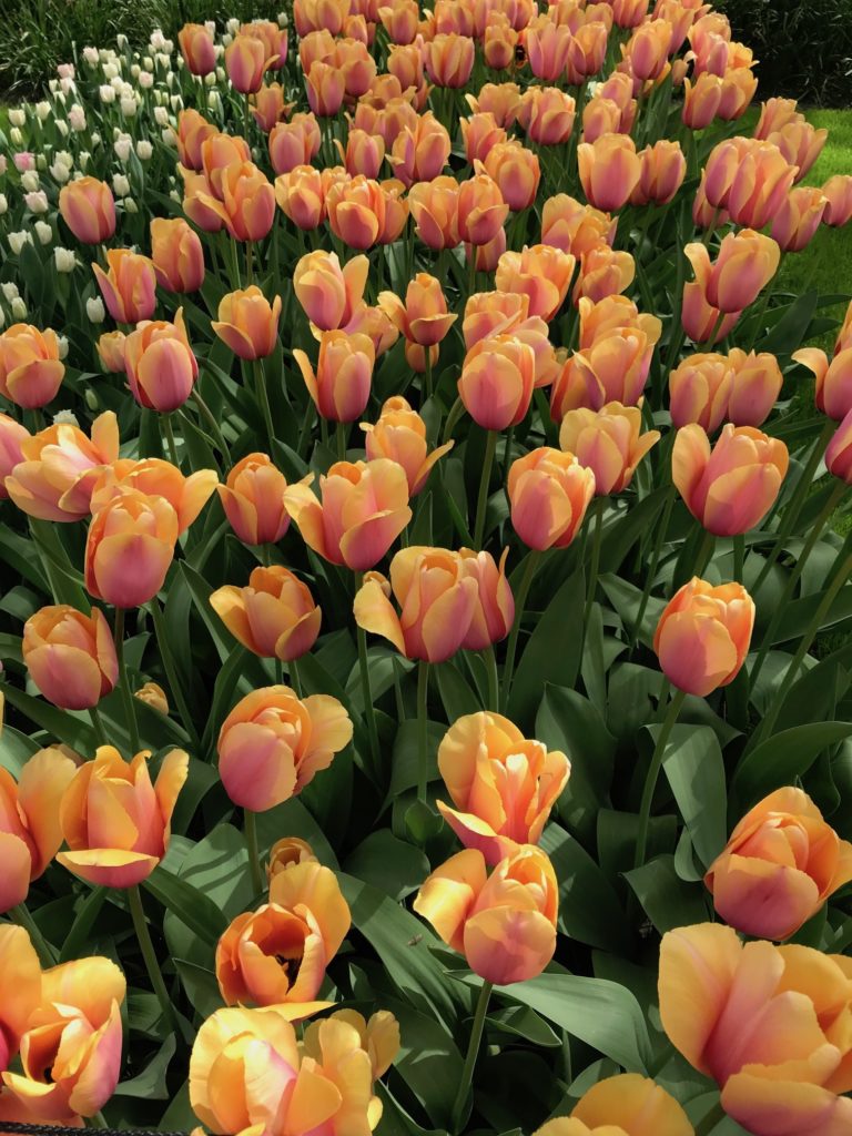 multicolor blush/yellow/peach tulips with rounded petals, neversaydiebeauty.com