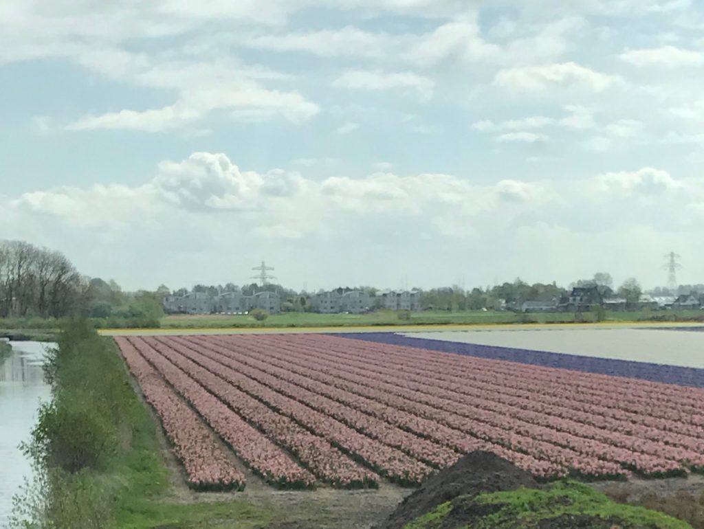 pink, purple and white tulip fields in Lisse, Holland, neversaydiebeauty.com