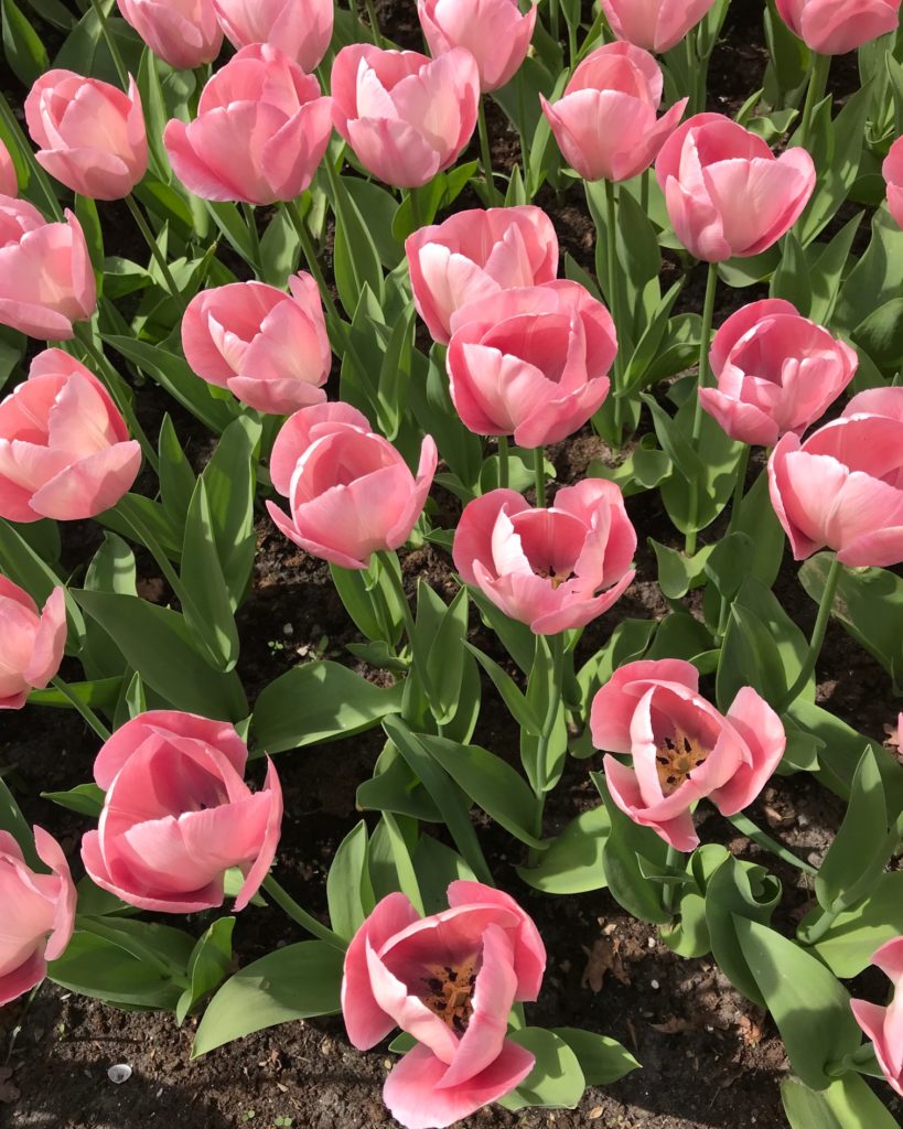 pink tulips with rounded petals, neversaydiebeauty.com