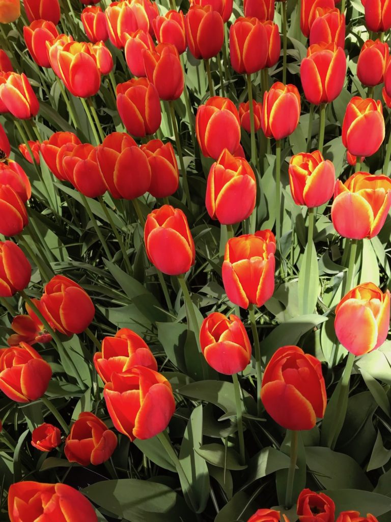 red tulips with yellow edges, neversaydiebeauty.com