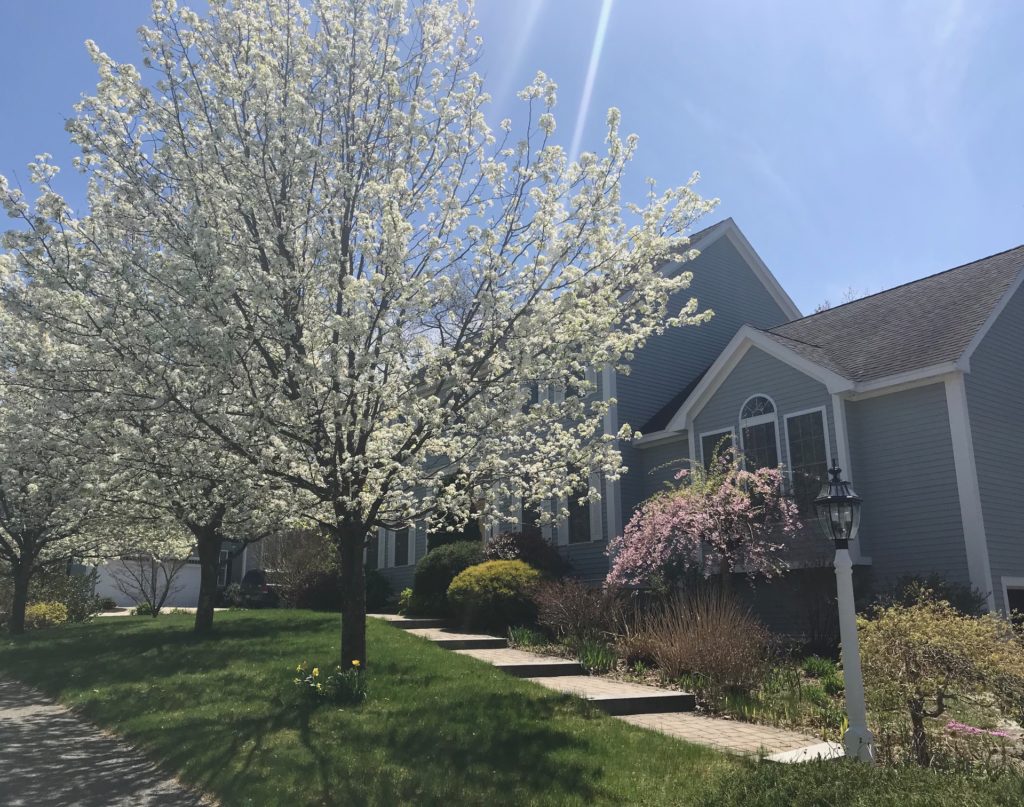 spring trees: Bradford pear and weeping cherry