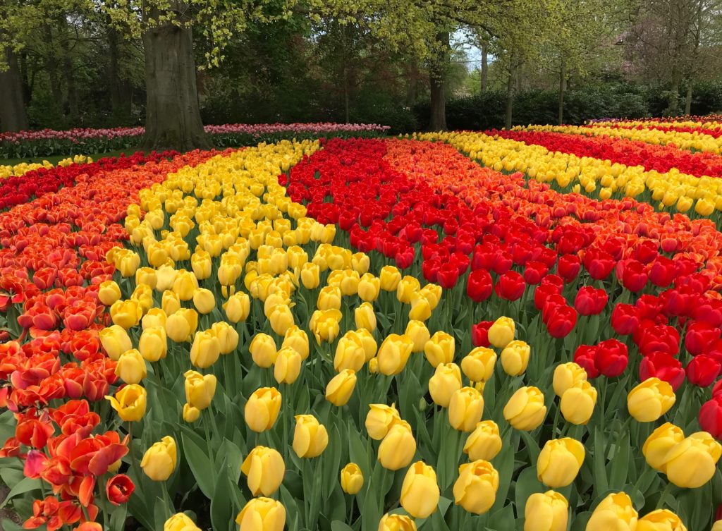 riot of color: bands of warm colored tulips at Keukenhof, neversaydiebeauty.com
