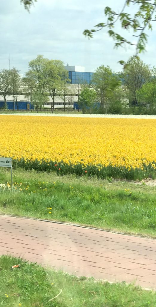 yellow and white tulip fields in Lisse, Holland, neversaydiebeauty.com