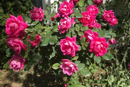 my pink roses 2018, neversaydiebeauty.com