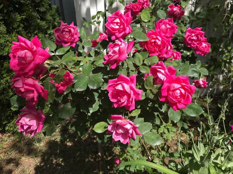 my pink roses 2018, neversaydiebeauty.com