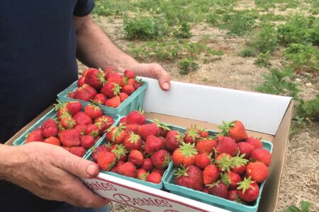 4 quarts of strawberries we picked, neversaydiebeauty.com