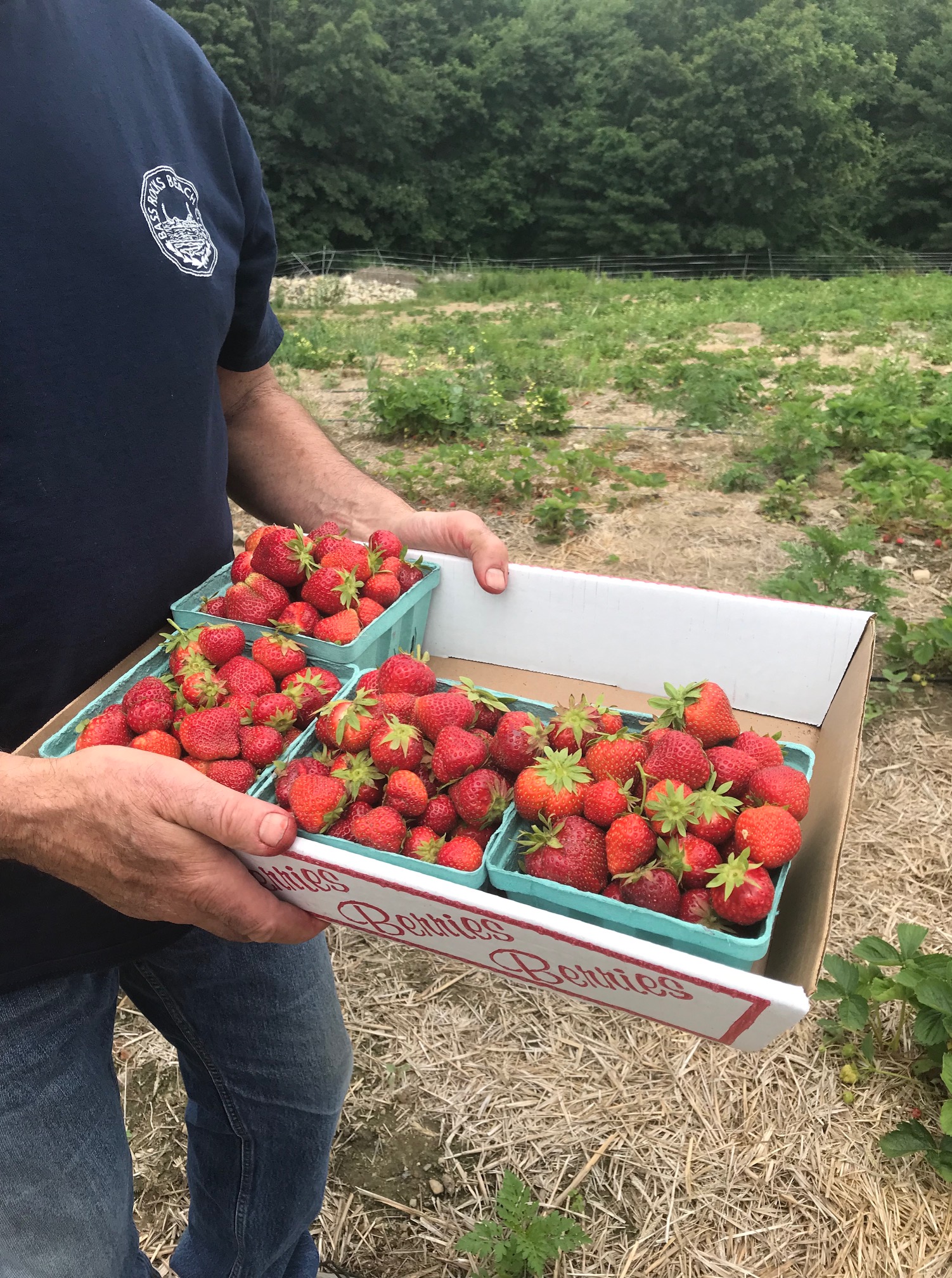 4 quarts of strawberries we picked, neversaydiebeauty.com