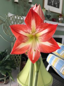 red and white amaryllis from Amsterdam, neversaydiebeauty.com