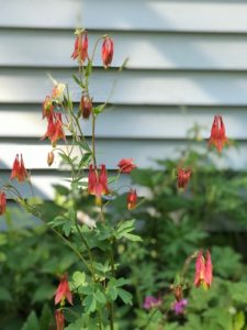 columbine with orange and yellow bell shaped flowers, neversaydiebeauty.com