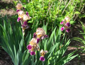 old-fashioned purple, brown/ yellow bearded irises, neversaydiebeauty.com