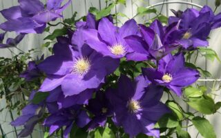 purple clematis blooms, neversaydiebeauty.com