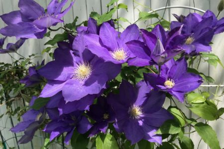 purple clematis blooms, neversaydiebeauty.com