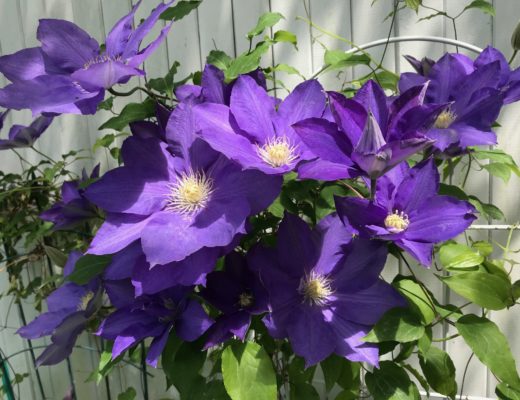 purple clematis blooms, neversaydiebeauty.com
